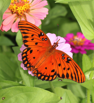 Gulf Fritillary